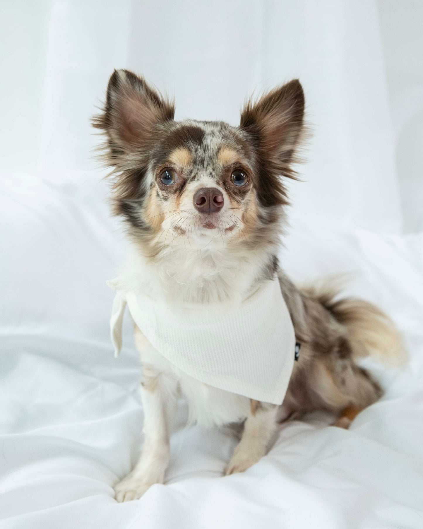 Bandanas para mascotas