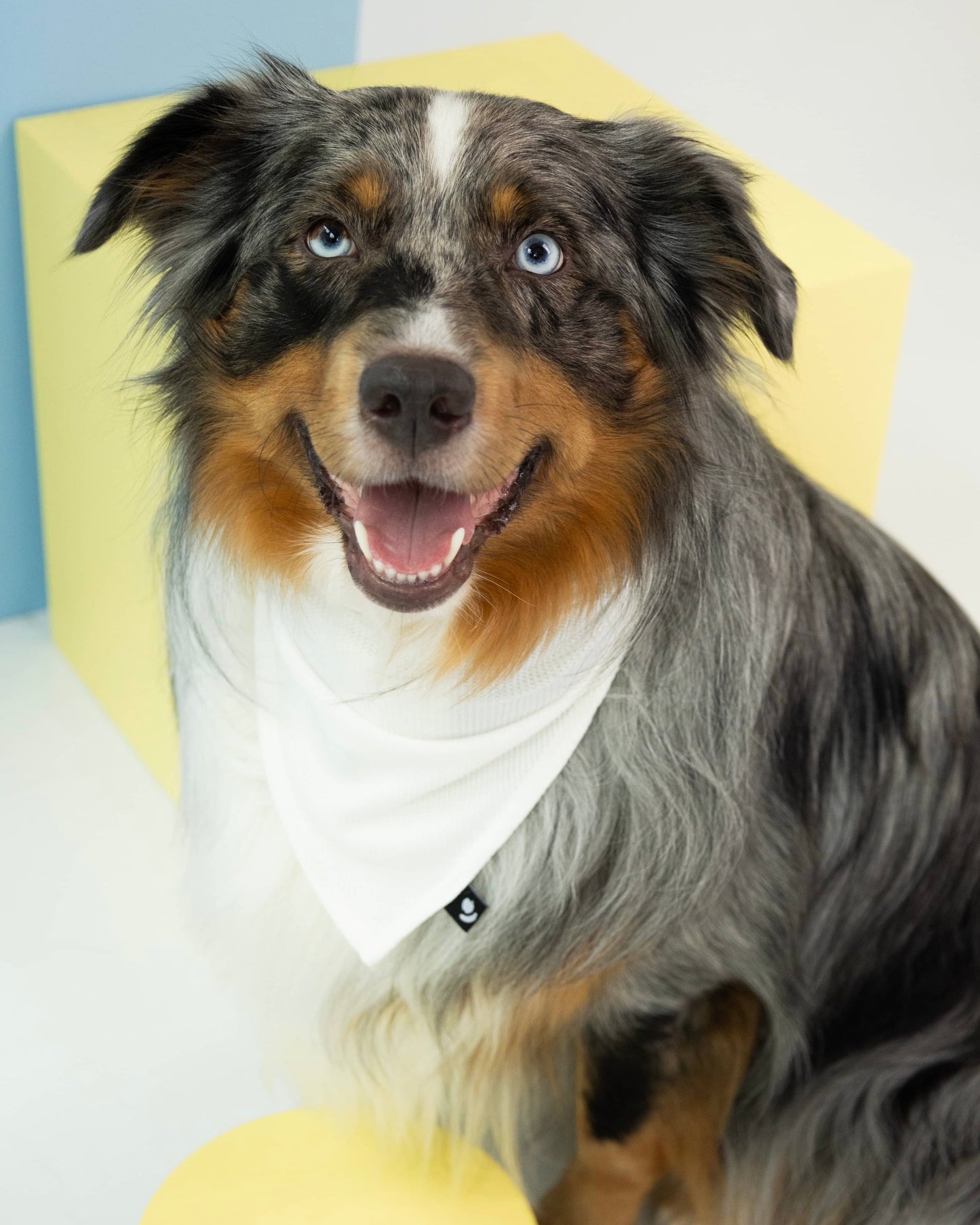 Bandanas para mascotas