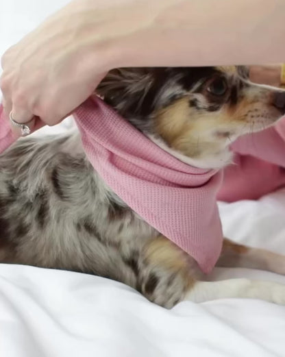 Bandanas para mascotas